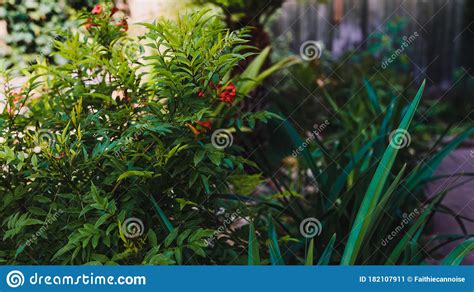 Tacoma Plant Outdoor In Sunny Backyard Stock Image Image Of