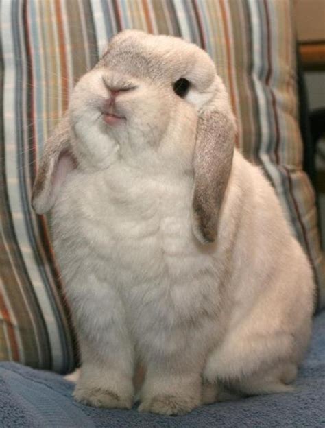 Cute Chubby Bunny Animals I Love Rabbits Bunnies And Hares P