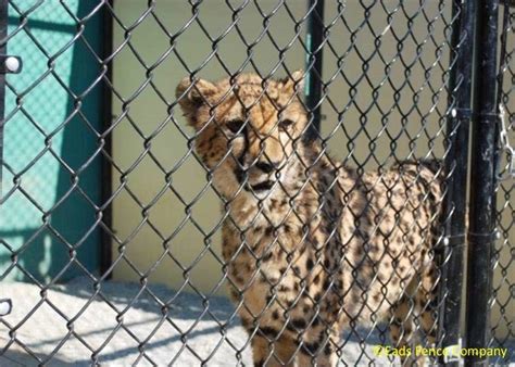 News has identified top hotels where pets stay for free by taking into account amenities, reputation among professional travel experts, guest reviews and hotel class ratings. Ohio Fence Company | Eads Fence Co.. Pet & Exotic Animal ...