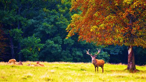 Forest Trees Nature Landscape Tree Autumn Deer