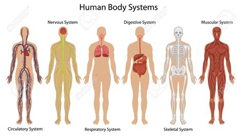 Human Body Systems Baamboozle Baamboozle The Most Fun Classroom