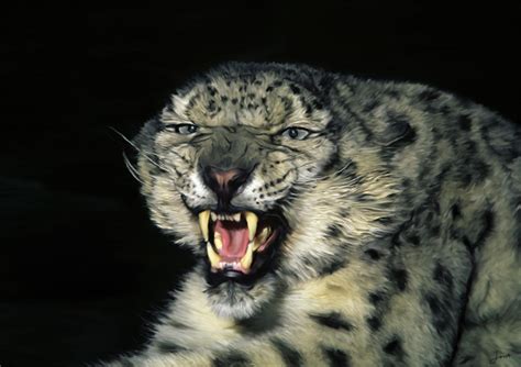 Angry Snow Leopard Painting By Xecho On Deviantart