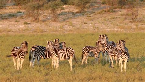 Zebras the relatives of horses having grey or black strips on overall white body are the animals that can be easily found in african countries such as namibia, south africa, angola, kenya and ethiopia. 1.jpg