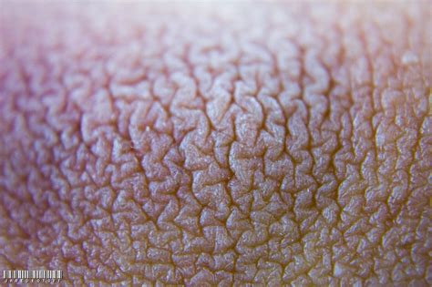 Macro Photography Skin Texture With Images Texture Photography