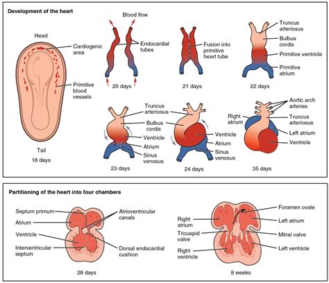 Ductus Arteriosus Vs Ductus Venosus Vs Foramen Ovale Fetal Heart