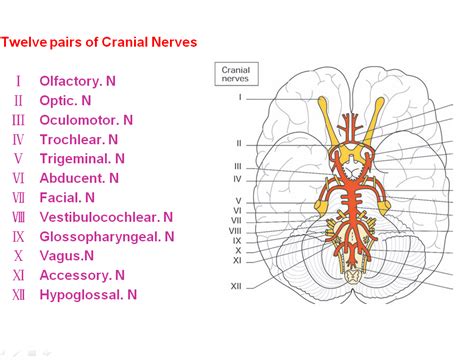 Brain And Cranial Nerves 54 Off Th