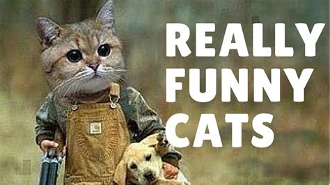 Really Funny Cat Videos Compilation 2015 By Youtube