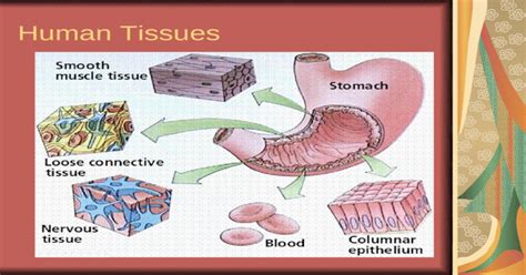 Human Tissues Ppt Powerpoint