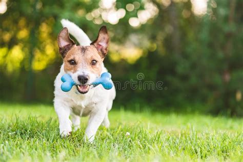 Happy And Cheerful Dog Playing Fetch With Toy Bone At Backyard Lawn