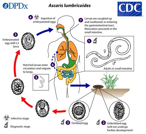 Ascaris Lumbricoides Morfologi Siklus Hidup Gejala Klinis Dan
