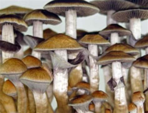 Magic Mushrooms May One Day Treat Depression Daily Mail Online