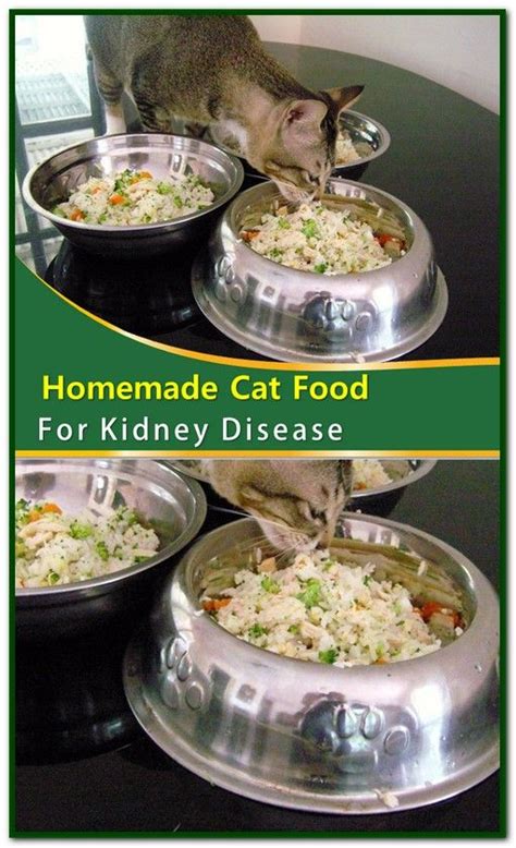 We did not find results for: Homemade cat food recipes for kidney failure > bi-coa.org