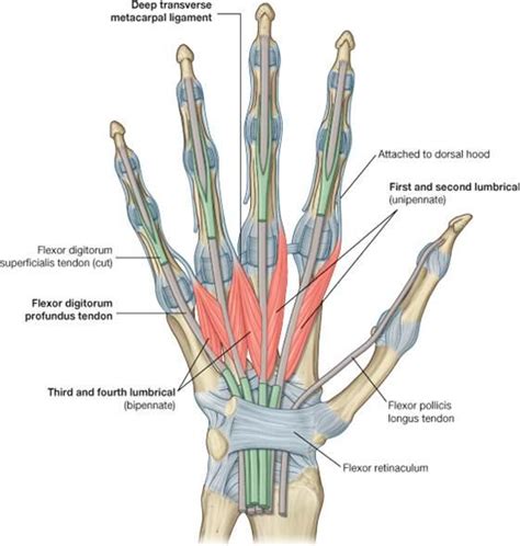 The Muscles Of The Arm And Hand Anatomy Medicinecom