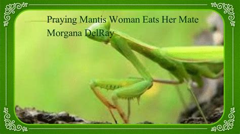 Morganas Unique Pleasures Praying Mantis Woman Eats Her Tiny Mate Wmv