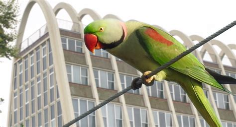 Myths Of Manchester The Parrots Of Fallowfield