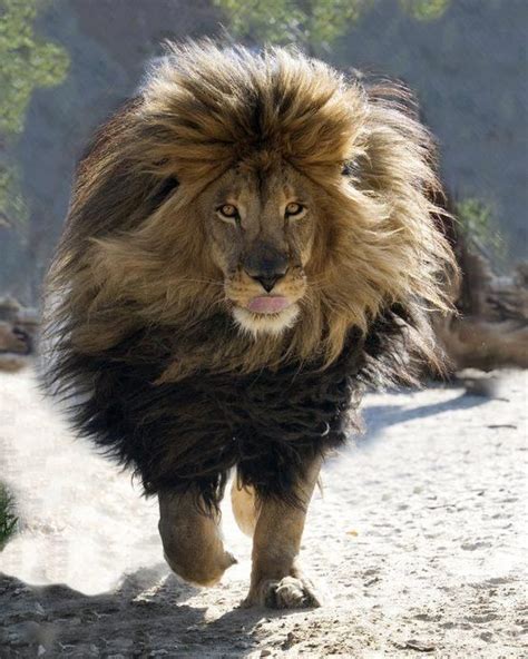 I Know The Black Lion Was Stunningly Photoshopped Well Heres The