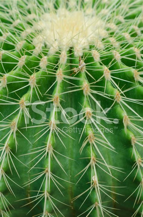 Cactus Texture Background Stock Photo Royalty Free Freeimages