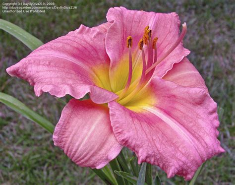 Plantfiles Pictures Daylily Rosy Returns Hemerocallis By