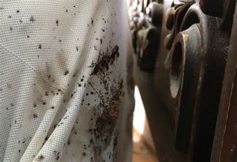 Launder and freeze when possible. Can a Vacuum Help Get Rid of Your Bed Bug Infestation?