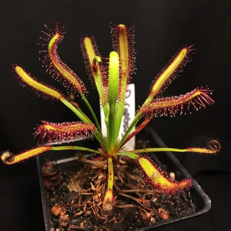 7 Carnivorous Plants Anyone Can Grow Indoors Sunset Magazine