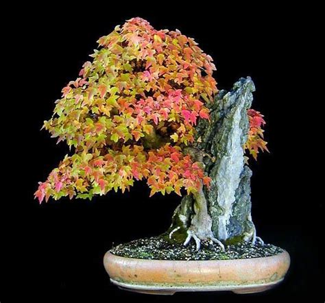 The Most Beautiful And Unique Bonsai Trees In The World Bonsai Tree