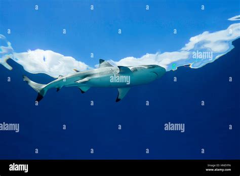 A Blacktip Reef Shark Carcharhinus Melanopterus Swims At The Surface
