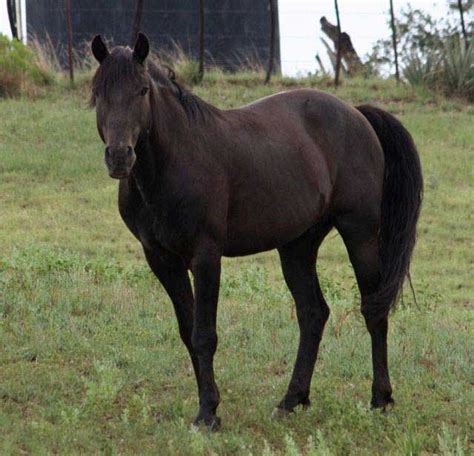 spanish barb kays spanish smoke duv   cardenas discover  horse  discovered