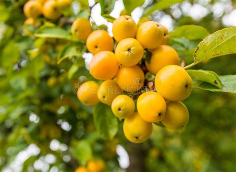 Yellow Crab Apples At A Branch Stock Image Image Of Malus Crab 33906577