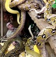Viral video: Man surrounded by snakes of all sizes in zoo