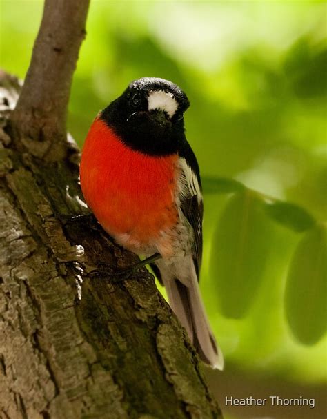 Scarlet Robin By Heather Thorning Redbubble
