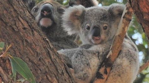 Gympie Koala Groups Concern Over Loss Of Koala Habitat The Courier Mail