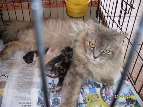 Search for persian rescue cats for adoption. persian cat FOR SALE ADOPTION from Kedah Sungai Petani ...