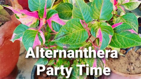 Party Time Plant Care Alternanthera Ficoidea YouTube