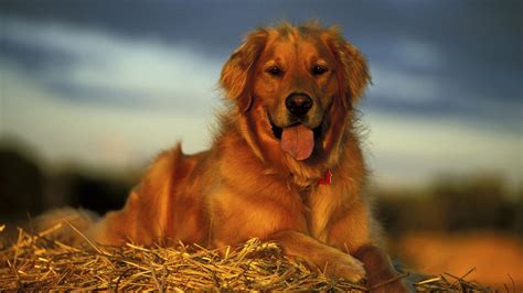 We have always called them red retrievers and believe this better describes the breed than golden irish. Golden Retriever | PETimals