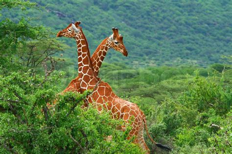 Fight Of Two Giraffes Stock Image Colourbox