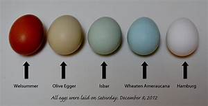 Black Star Easter Egger Mix Pullet The Olive Egger Thread Page 496