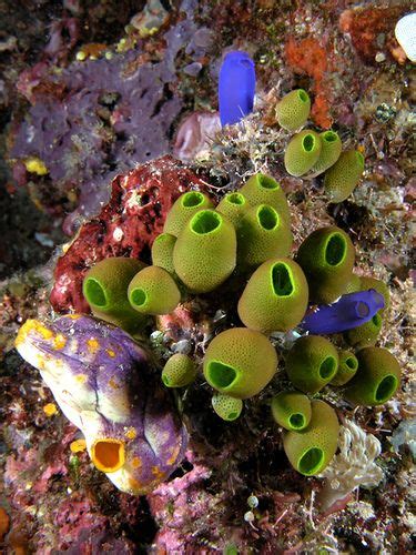 Pin on Sea Squirts ~ Tunicates