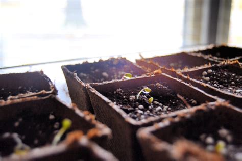 Start Seeds Indoors For Transplant The Seed That Sprouted