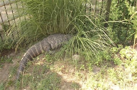 6 Foot Alligator Removed From Massachusetts Home Necn