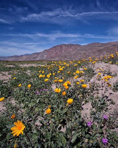 Stunning Wildflower Superbloom In The Southwest
