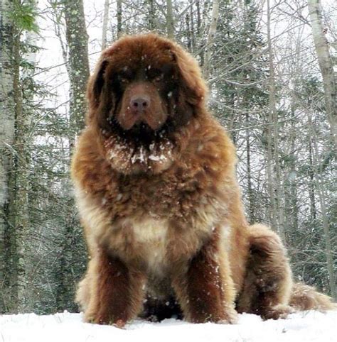 Image Result For Russian Caucasian Mountain Dog Puppy Gods Little