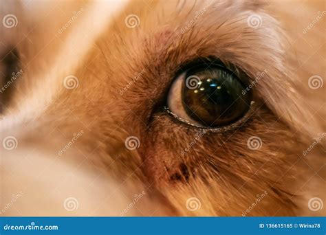 Dog Allergy Itchy Eyes Skin And Fur Disease Closeup Scratches Stock