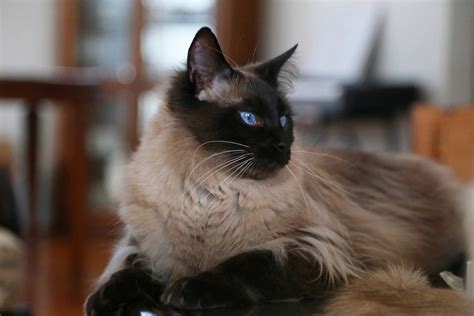 Pets Tutorial The Balinese Cat Breed Information History