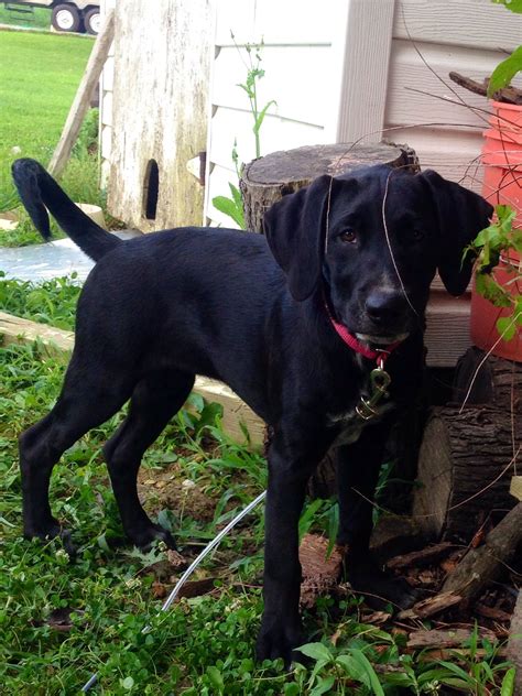 Black Lab Hound Mix Love ️ Cute Dogs Labrador Retriever Cute Animals