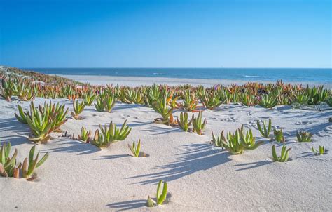 Обои Sea Landscape Beach Nature Water Sand Shore Plants картинки