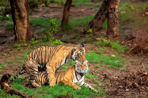 Two Wild Bengal Tiger Pair Doing Sex Making Love Mating Or Courtship