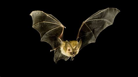 Bat Inspired Tech Could Help Blind People See With Sound — Nova Next Pbs