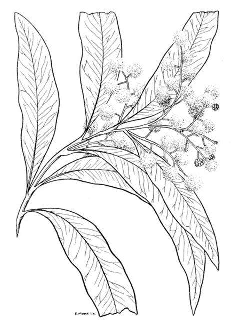 Here you can find many characters' coloring pages from anime and manga to download, print and color them online or offline with your family and. Acacia Tree Drawing at GetDrawings | Free download