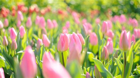 1920x1080 Glare Light Spring Tulips Pink Field Flowers