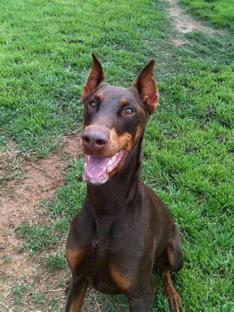 7 Best Images About Red Doberman On Pinterest Growing Up Beautiful